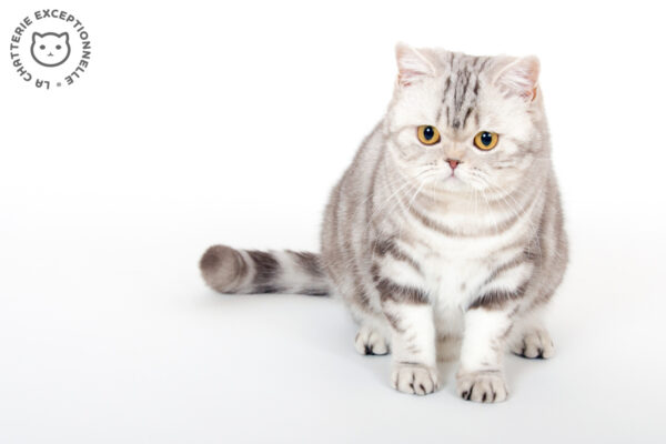 British Shorthair Chocolate Silver Tabby Blotched