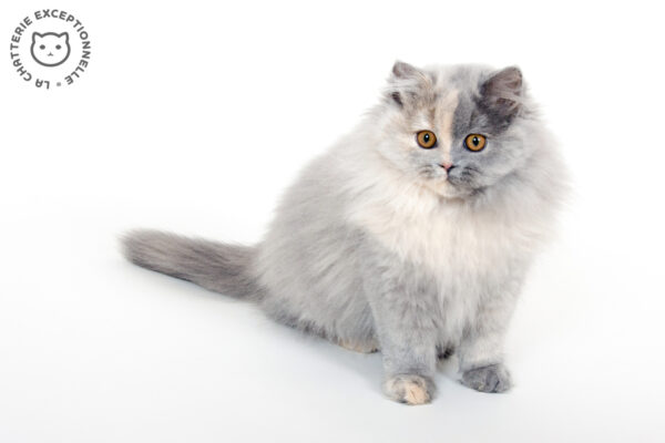 British Longhair Blue Tortie