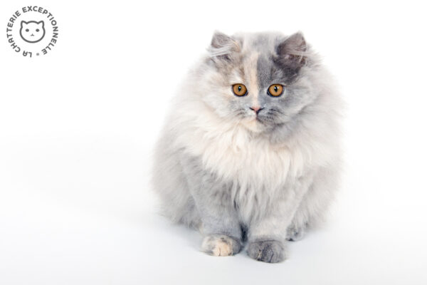 British Longhair Blue Tortie