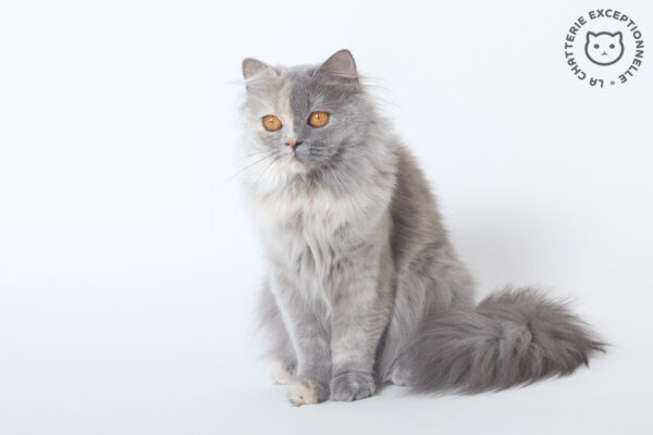 British Longhair Blue Tortie