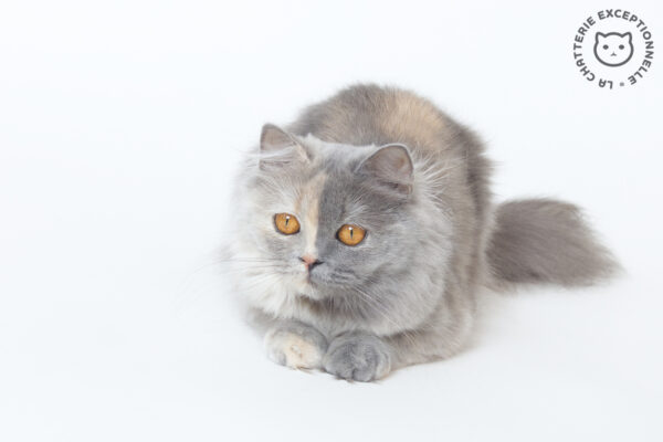 British Longhair Blue Tortie