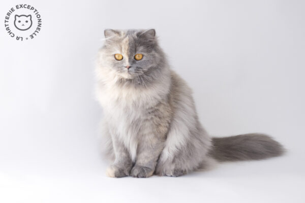 Outstanding Ranma un Demi - British Longhair Blue Tortie