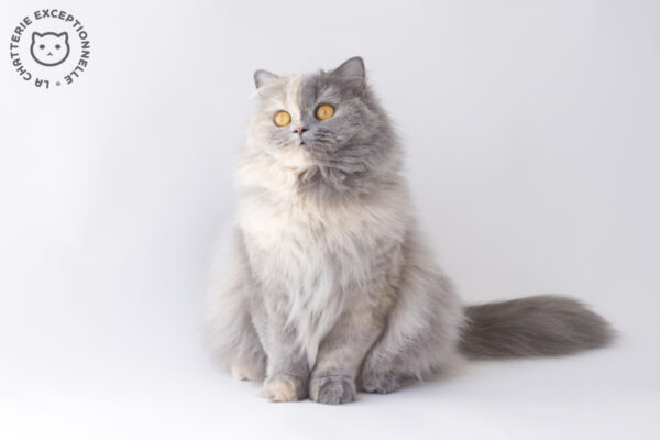 Outstanding Ranma un Demi - British Longhair Blue Tortie