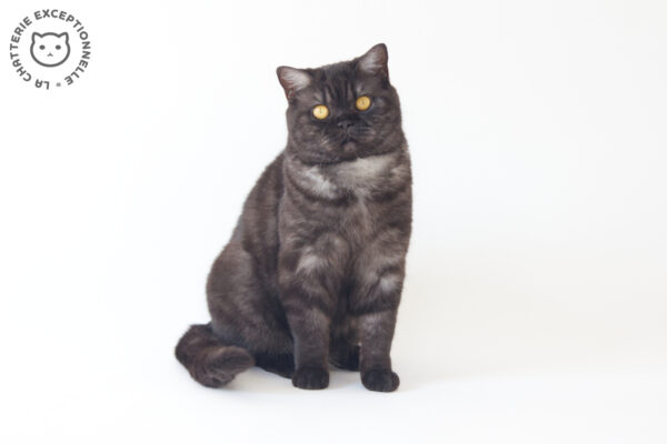 British Shorthair Black Smoke