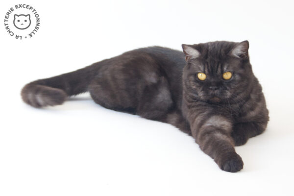 British Shorthair Black Smoke