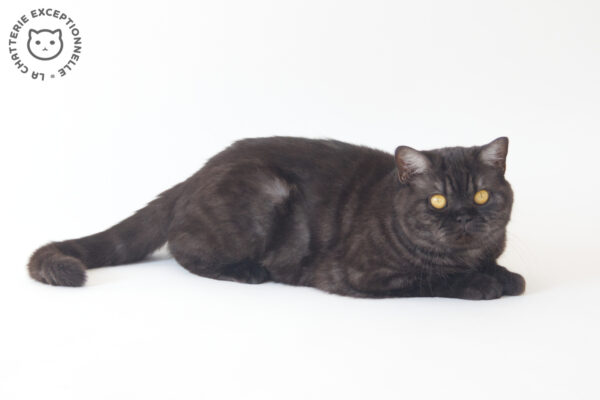 British Shorthair Black Smoke