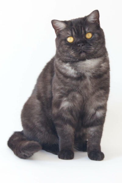 British Shorthair Black Smoke