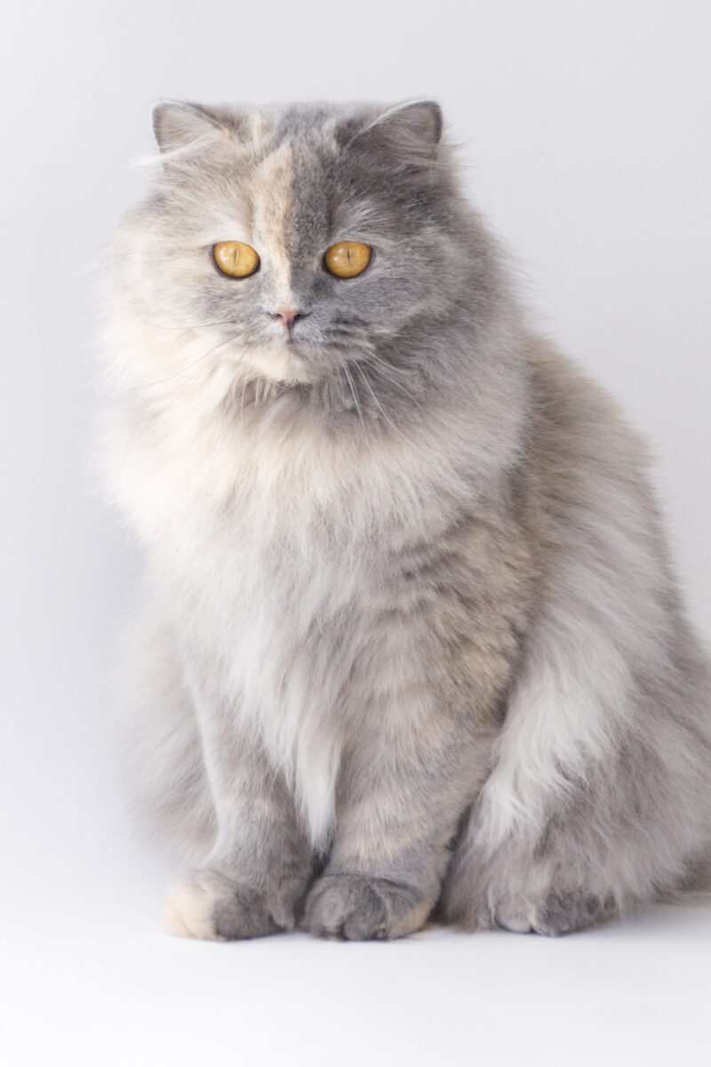 Ranma Un Demi - British Longhair Blue Tortie