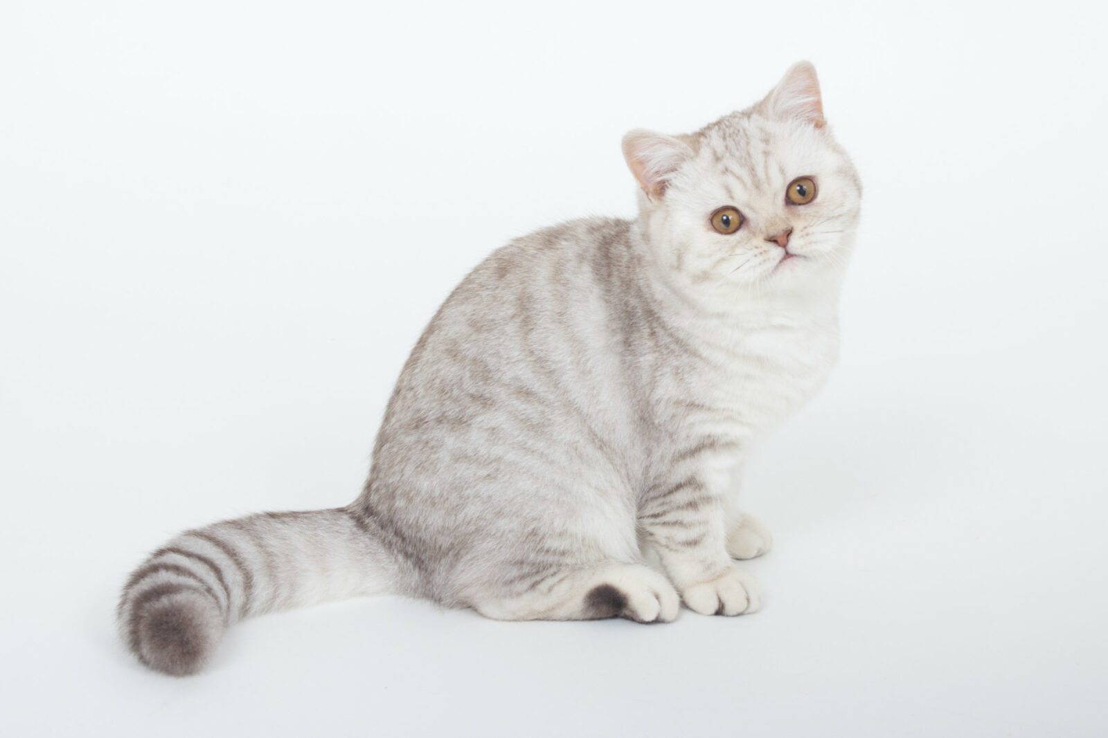 Outstanding Sori - British Shorthair Chocolate Silver Tabby