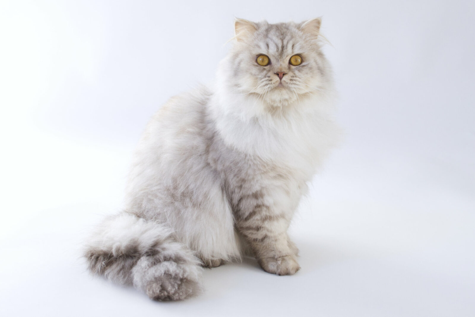 Outstanding Tobi Uchiwa - British Longhair Chocolate Silver Tabby