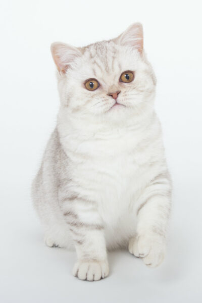 Outstanding Sori - British Shorthair Chocolate Silver Tabby