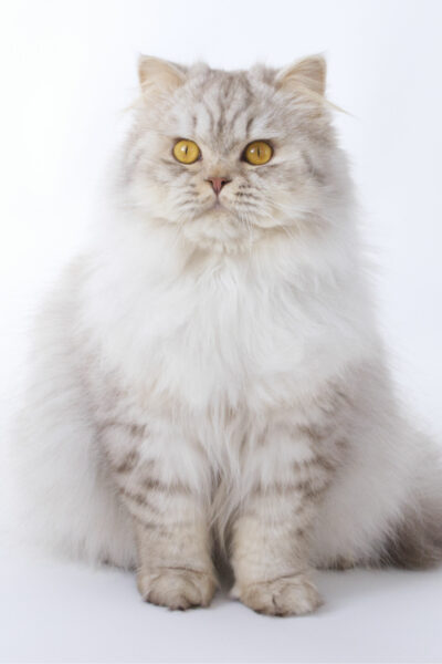 Outstanding Tobi Uchiwa - British Longhair Chocolate Silver Tabby