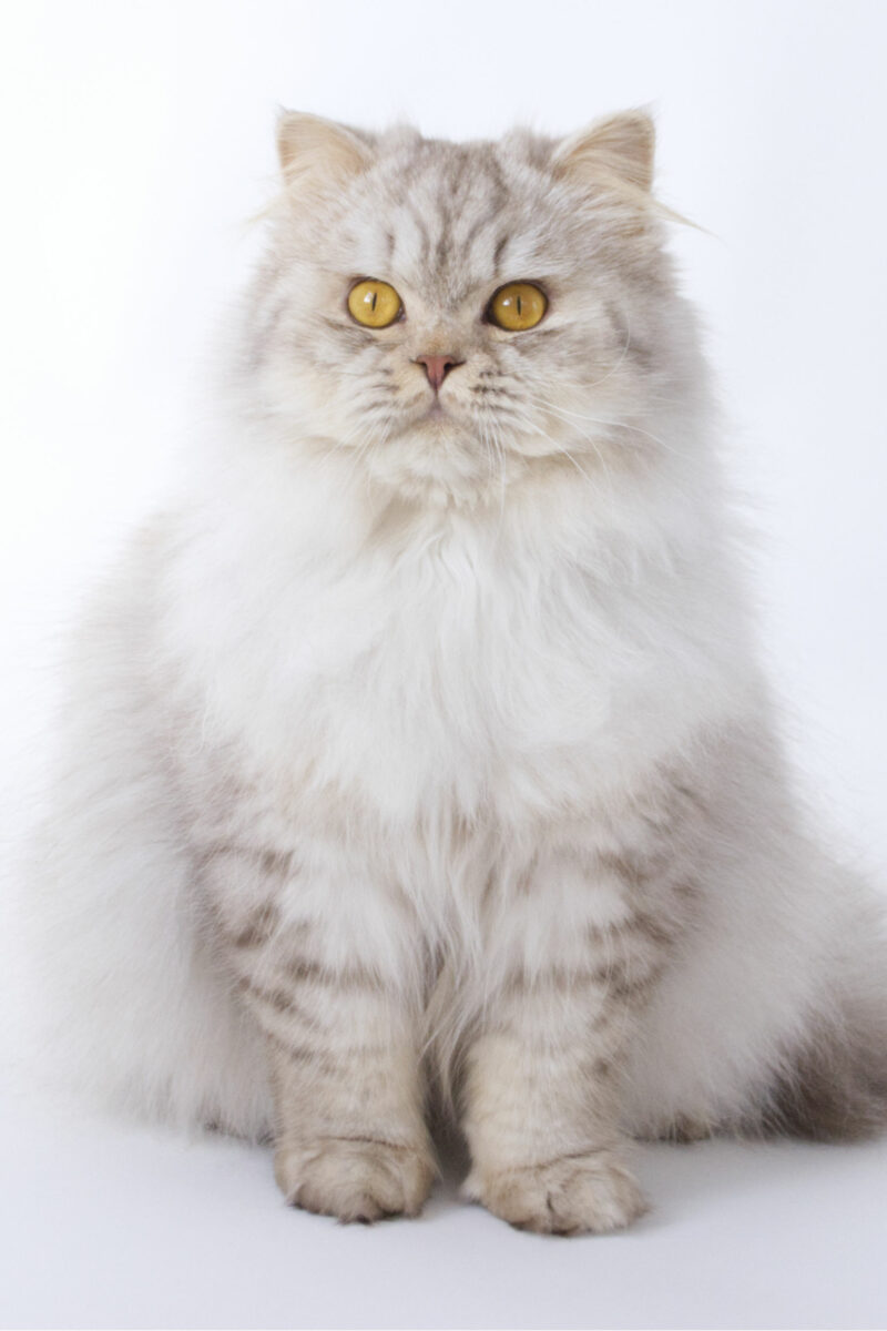 Outstanding Tobi Uchiwa - British Longhair Chocolate Silver Tabby