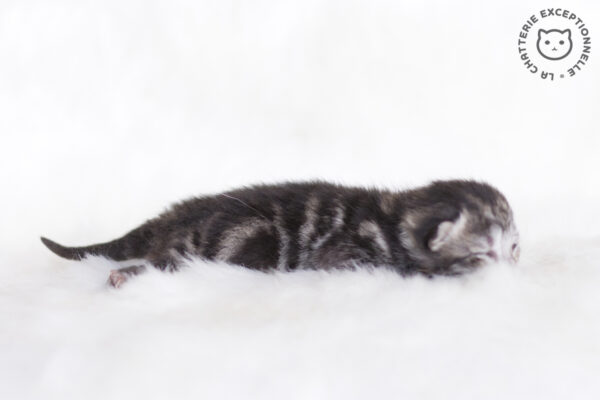 Photo de Umino Iruka - 