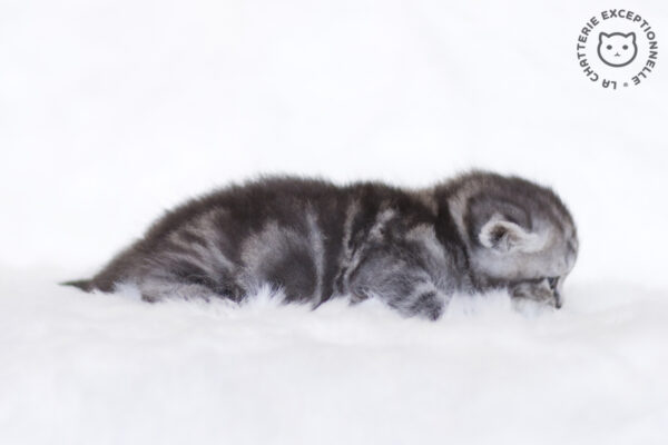Photo de Umino Iruka - 