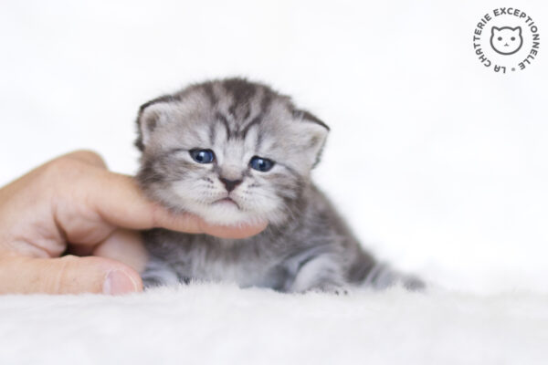 Photo de Umino Iruka - 